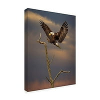 Védjegy képzőművészet 'Eagle Landing on Branch' vászon művészet által Galloimages Online