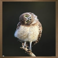Kíváncsi Burrowing Owlet Fali Poszter, 14.725 22.375 Keretes