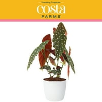 A Costa Farms trendi tropicalisok beltéri 15in. Magas többszínű pöttyös növény; Világos, közvetett napfényes növény