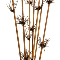 Vickerman 36-40 barna csillag bambusz nád, szárak, szárított