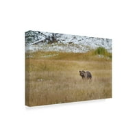 A „Young Grizzly in Yellowstone” Canvas Art By Galloimages Online védjegy képzőművészete